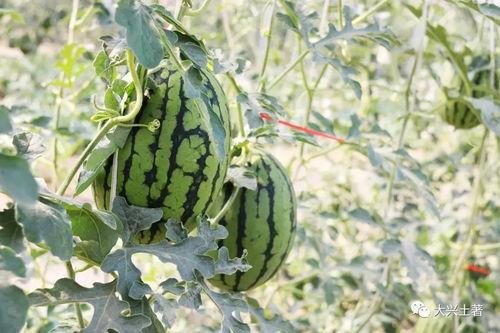 成县的吃瓜网红是谁啊,揭秘网络红人的魅力与影响力 第2张 成县的吃瓜网红是谁啊,揭秘网络红人的魅力与影响力 第2张